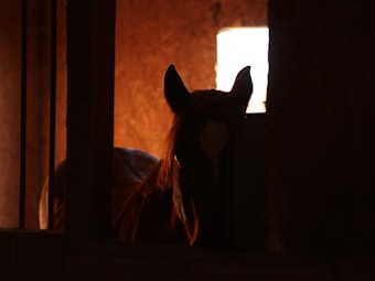 A silhouette of a horse inside a dimly lit stable with a background of warm, earthy tones. The light highlights the horse's ears and mane against a partially illuminated background.