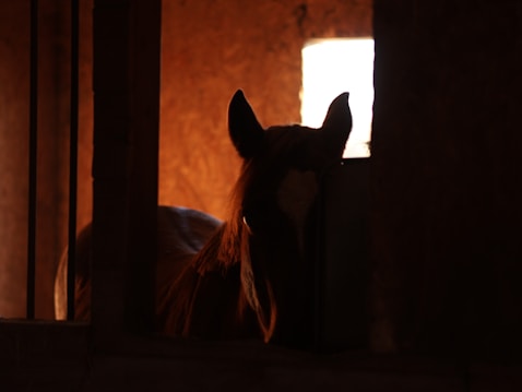 A silhouette of a horse inside a dimly lit stable with a background of warm, earthy tones. The light highlights the horse's ears and mane against a partially illuminated background.