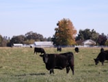 Black cows graze in an expansive green pasture with several trees in autumn colors and white farm buildings in the background. The sky is clear and blue, enhancing the rural landscape's serene atmosphere.