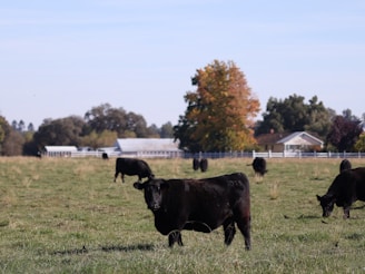 Black cows graze in an expansive green pasture with several trees in autumn colors and white farm buildings in the background. The sky is clear and blue, enhancing the rural landscape's serene atmosphere.