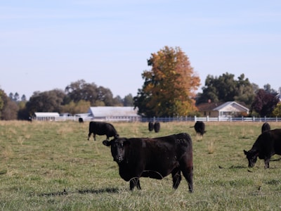 Black cows graze in an expansive green pasture with several trees in autumn colors and white farm buildings in the background. The sky is clear and blue, enhancing the rural landscape's serene atmosphere.