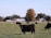 Black cows graze in an expansive green pasture with several trees in autumn colors and white farm buildings in the background. The sky is clear and blue, enhancing the rural landscape's serene atmosphere.