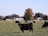 Black cows graze in an expansive green pasture with several trees in autumn colors and white farm buildings in the background. The sky is clear and blue, enhancing the rural landscape's serene atmosphere.