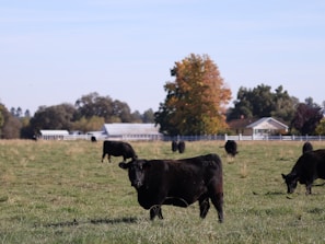 Black cows graze in an expansive green pasture with several trees in autumn colors and white farm buildings in the background. The sky is clear and blue, enhancing the rural landscape's serene atmosphere.