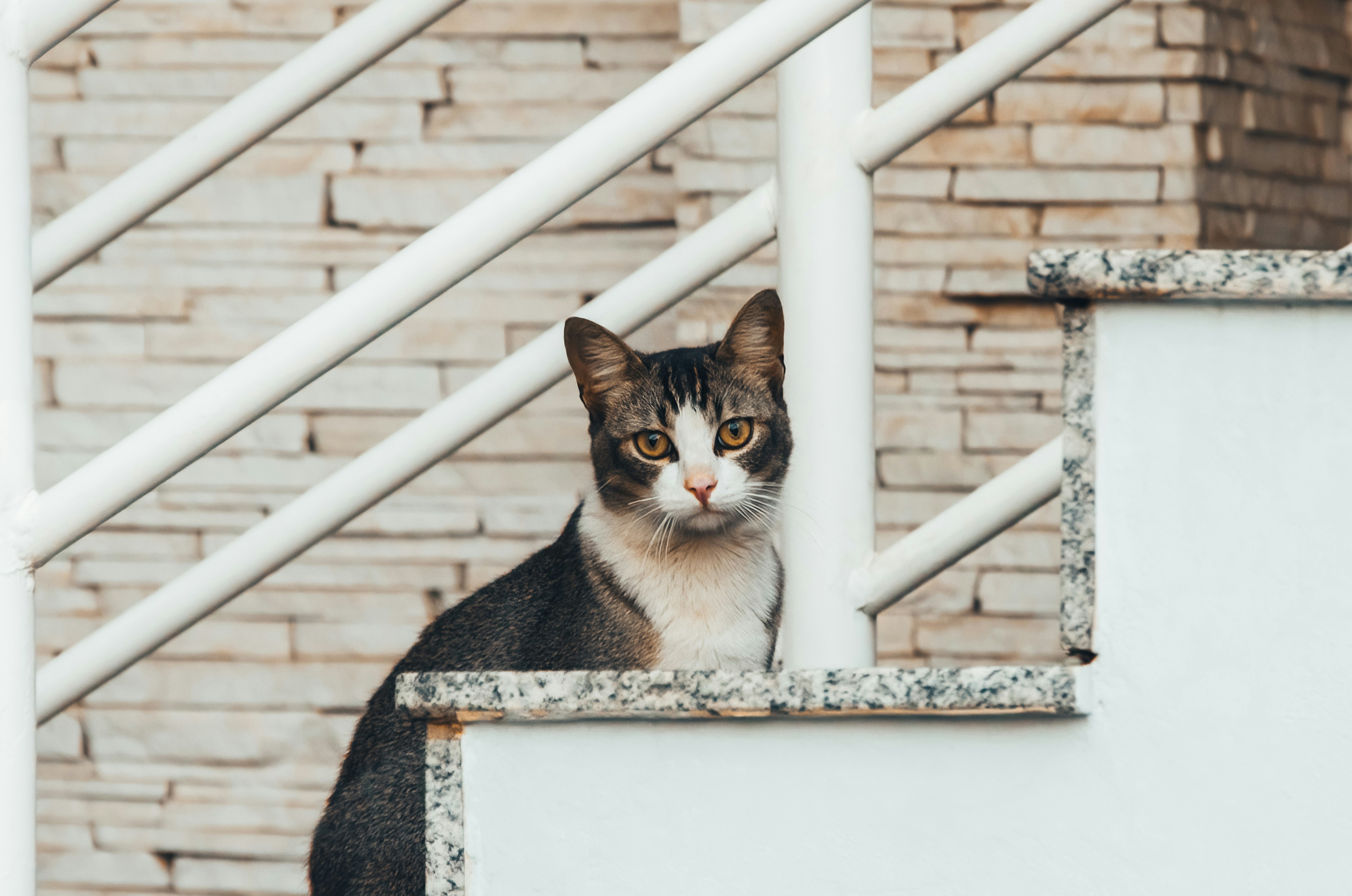 Persistent Staring (image credits: unsplash)