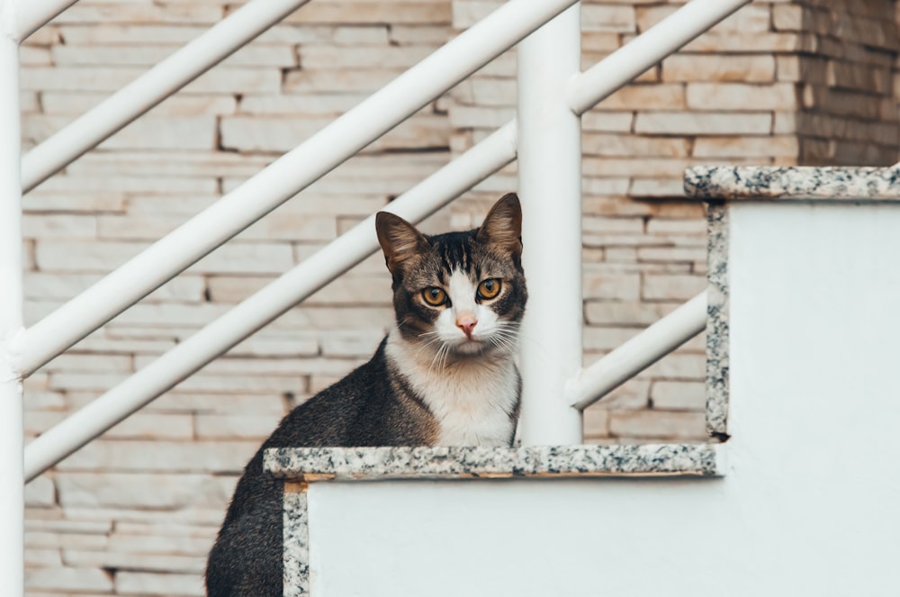 a cat sitting on a ledge next to a brick wall