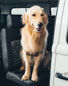 A happy dog sitting comfortably in a car seat with a safety harness on, looking out the window.