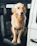A happy golden retriever comfortably resting inside a climate-controlled Furvela transport van.