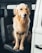 A happy golden retriever freshly groomed, sitting calmly in a cozy mobile pet spa van.
