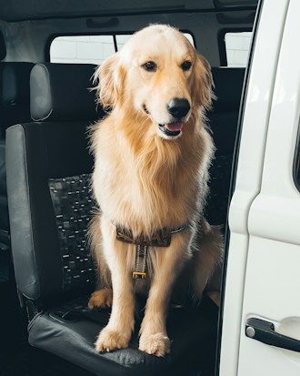 A golden retriever sits comfortably on the backseat of a vehicle with a relaxed expression. The dog is wearing a harness and looks content and friendly.