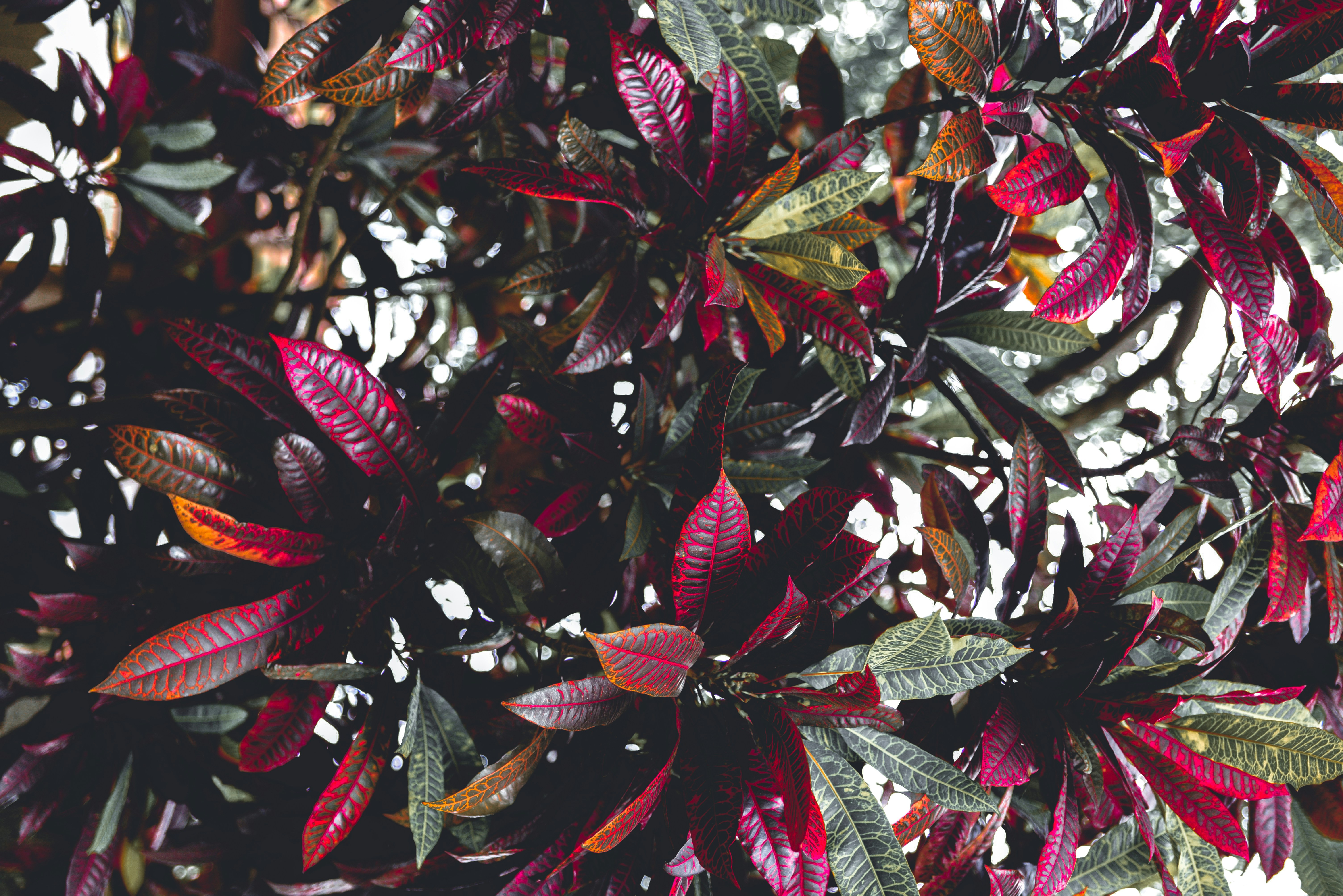 Photo by antoninovisalli