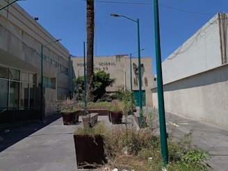 An outdoor urban scene features a concrete courtyard with tall green lampposts and large potted plants at various stages of growth. The background includes the facade of a building with the words 'Hospital General Zona 5' partially visible, flanked by windows and greenery. The sky appears clear and bright, suggesting a sunny day.