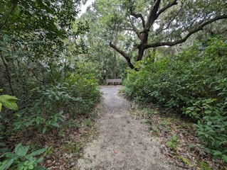 A quiet meditation nook nestled beneath towering oak trees with soft cushions.