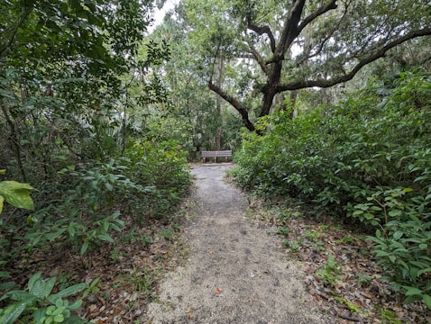 A quiet meditation nook nestled beneath towering oak trees with soft cushions.