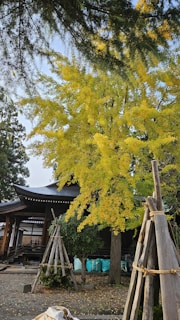 A temple with a traditional wooden structure is surrounded by trees, including a prominent ginkgo tree with vibrant yellow leaves. The ground is covered in gravel, and there are wooden frames tied with ropes supporting smaller trees in the foreground.