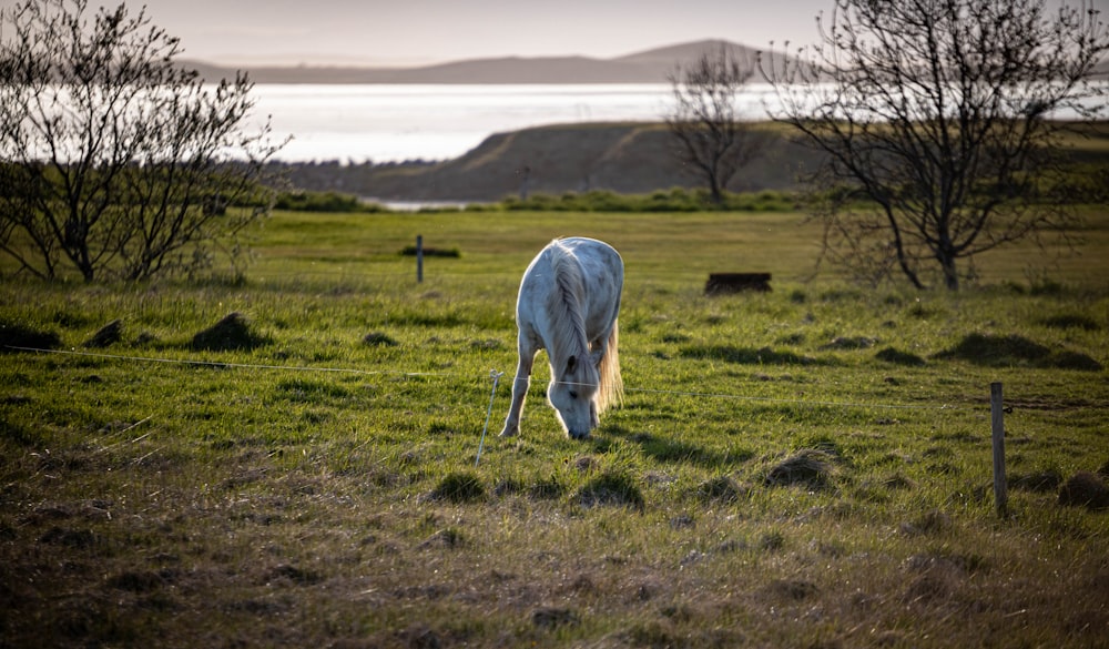 a white horse grazing on a lush green field