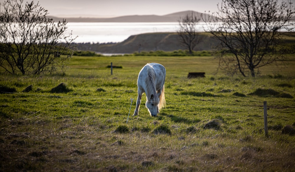 um cavalo branco pastando em um campo verde exuberante