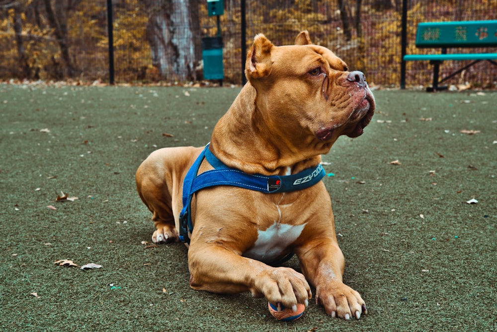 a brown and white dog laying on top of a green field