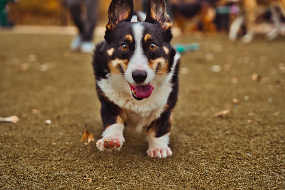 a dog running on the ground with people in the background