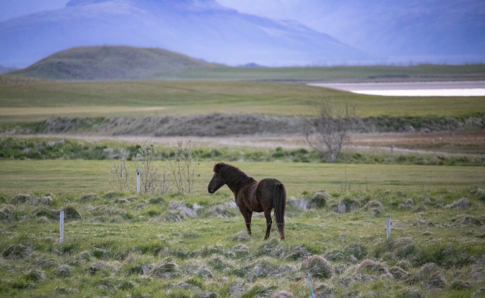 a brown horse standing on top of a lush green field