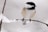 a small black and white bird perched on a branch