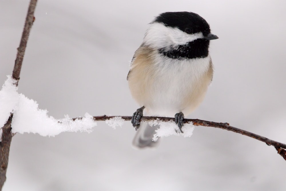 a small black and white bird perched on a branch