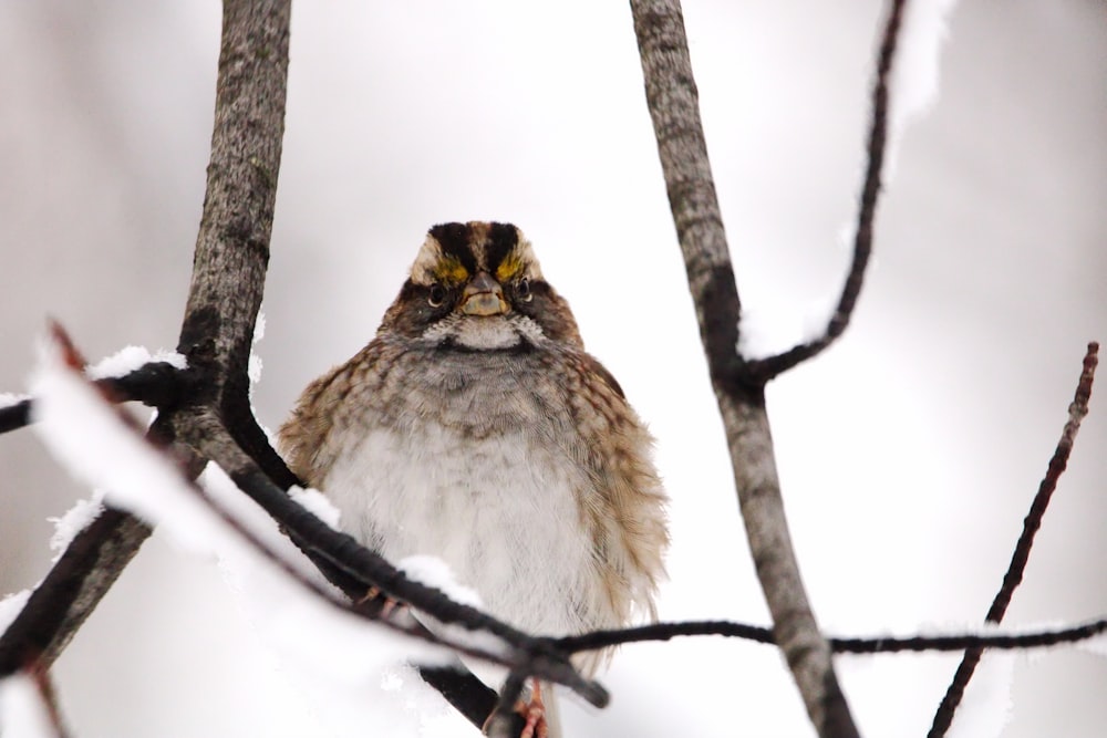 a small bird sitting on a branch of a tree