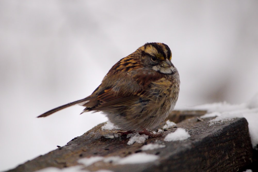 a small bird sitting on top of a piece of wood