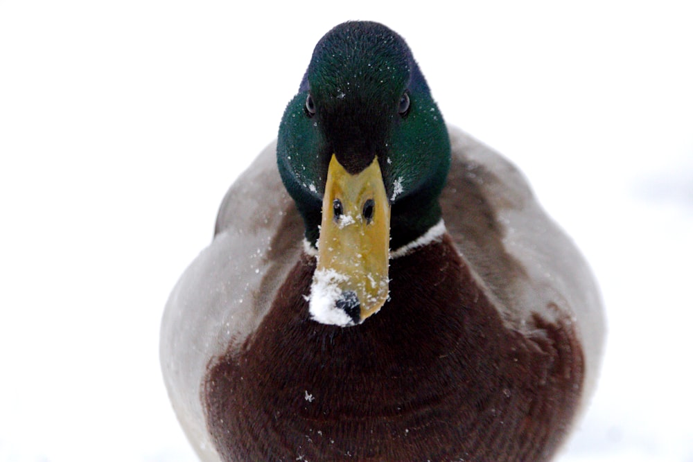 a close up of a duck in the snow