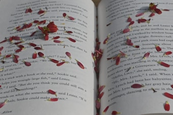 An open book with text on the pages is adorned with scattered red flower petals. The petals are small and delicate, adding a touch of nature to the literary scene. The lighting is soft, casting shadows and highlighting the texture of the petals against the paper.