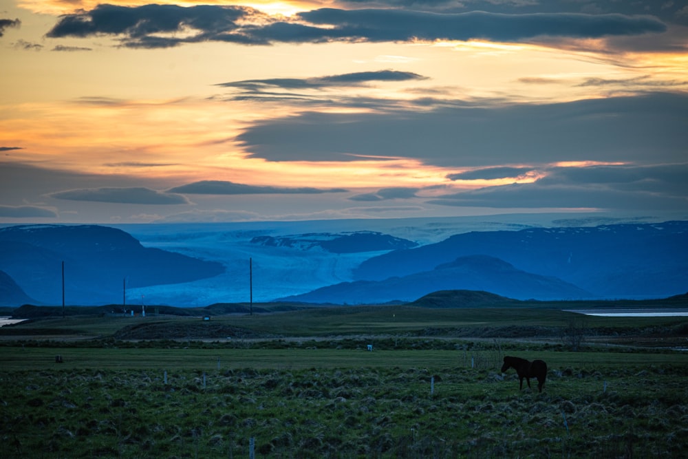 a horse grazing in a field with mountains in the background