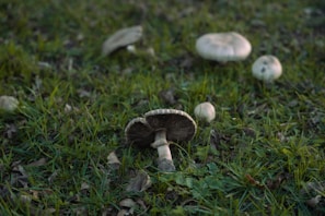 Several mushrooms are growing on a grassy field. The grass is a mix of green and brown, suggesting an area with some fallen leaves and signs of natural decay. The mushrooms vary in size, with the largest one in the foreground and others spread throughout the background.