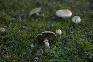 Several mushrooms are growing on a grassy field. The grass is a mix of green and brown, suggesting an area with some fallen leaves and signs of natural decay. The mushrooms vary in size, with the largest one in the foreground and others spread throughout the background.