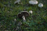 A close-up of several mushrooms growing amidst green grass and scattered dry leaves. The foreground features a prominent mushroom with a brown, textured cap and visible gills underneath. Additional mushrooms are scattered throughout the scene, lending a natural and earthy atmosphere.