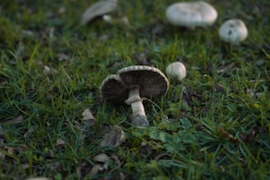 A close-up of several mushrooms growing amidst green grass and scattered dry leaves. The foreground features a prominent mushroom with a brown, textured cap and visible gills underneath. Additional mushrooms are scattered throughout the scene, lending a natural and earthy atmosphere.