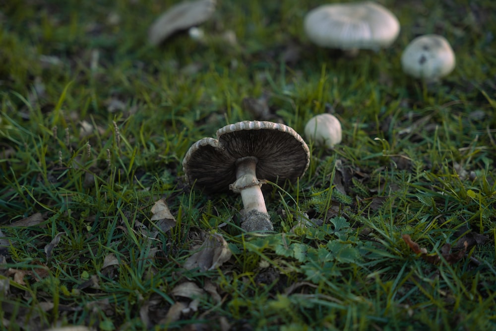 a group of mushrooms sitting on top of a lush green field