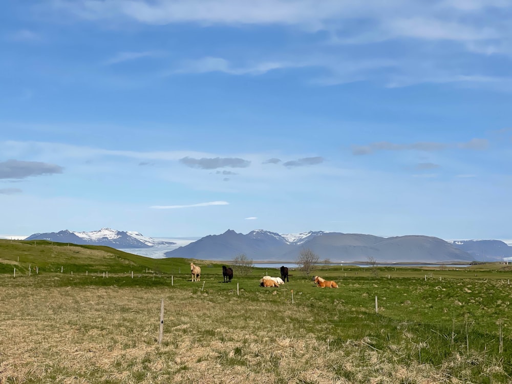 a herd of cattle standing on top of a lush green field