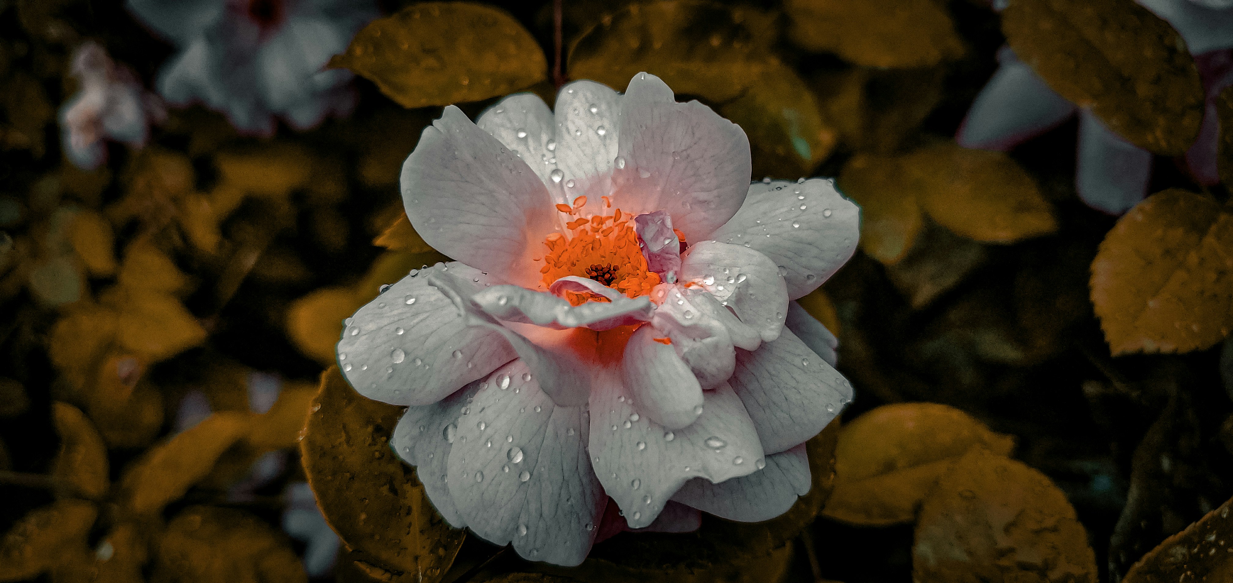 una flor blanca y naranja con gotas de agua