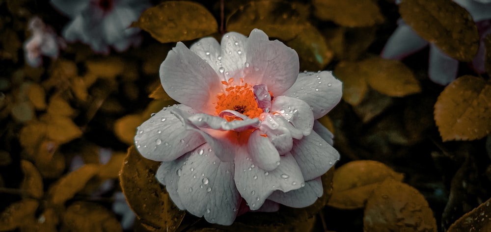 un fiore bianco e arancione con gocce d'acqua su di esso