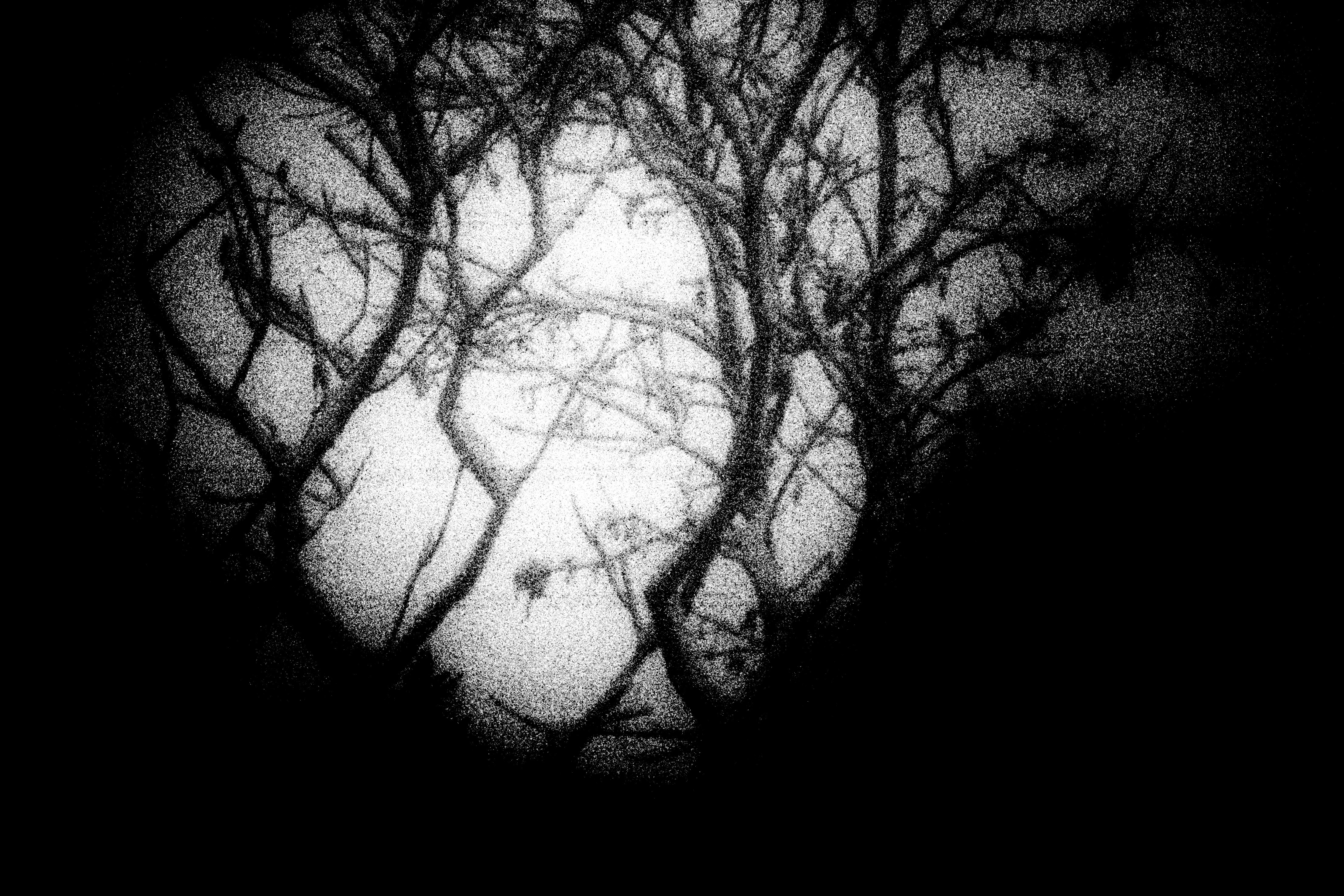 a black and white photo of a tree in the dark