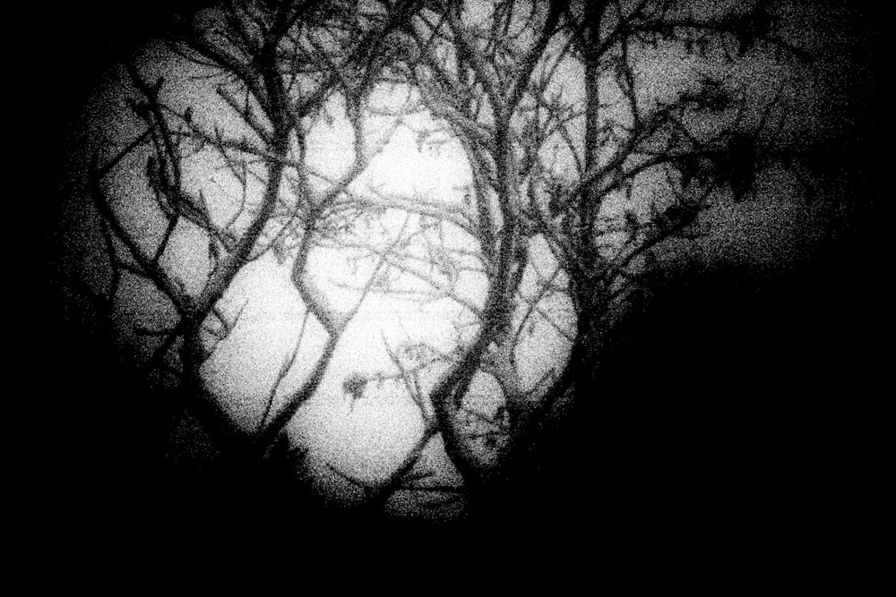 a black and white photo of a tree in the dark