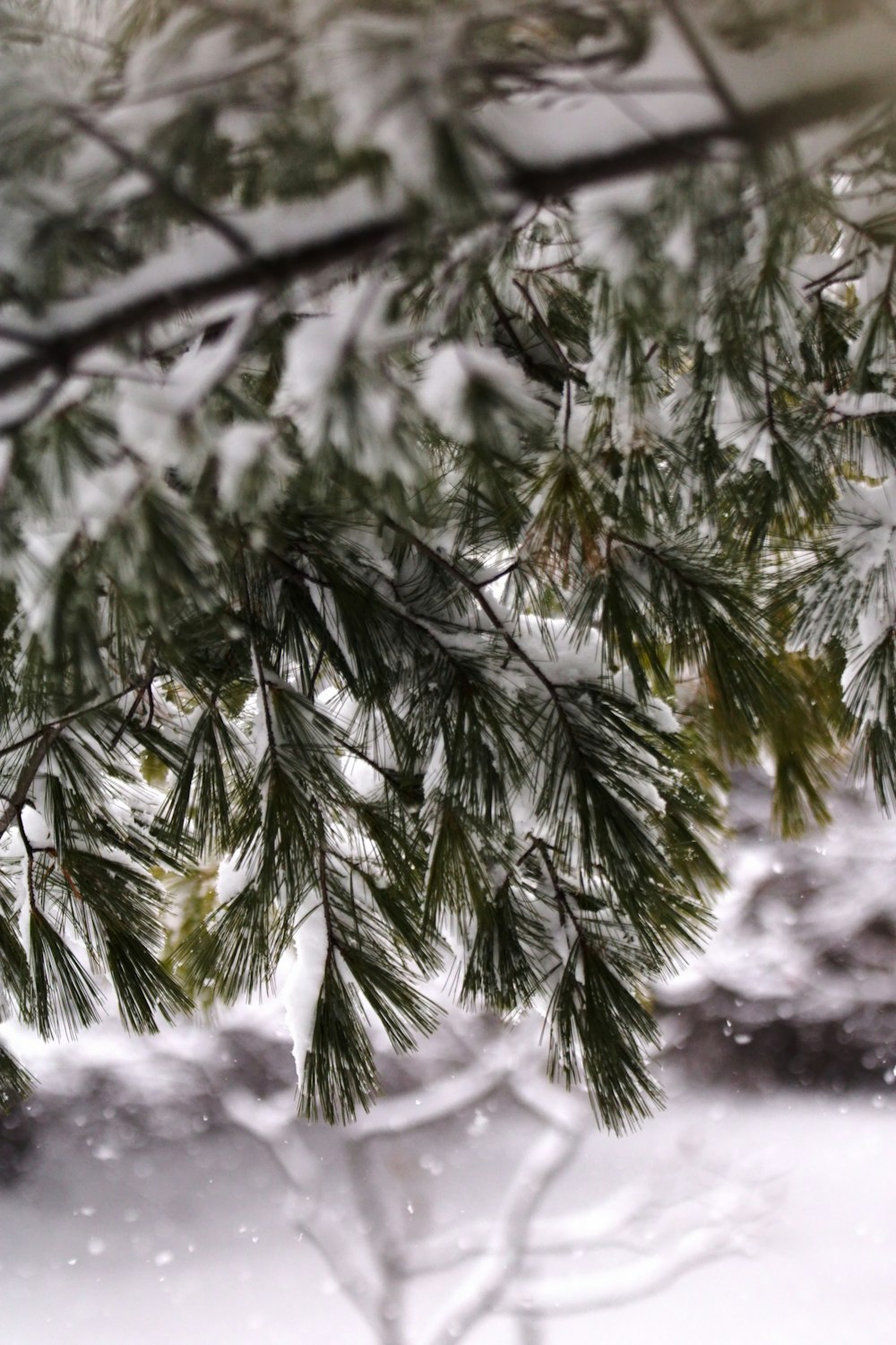 un primo piano di un pino con la neve su di esso