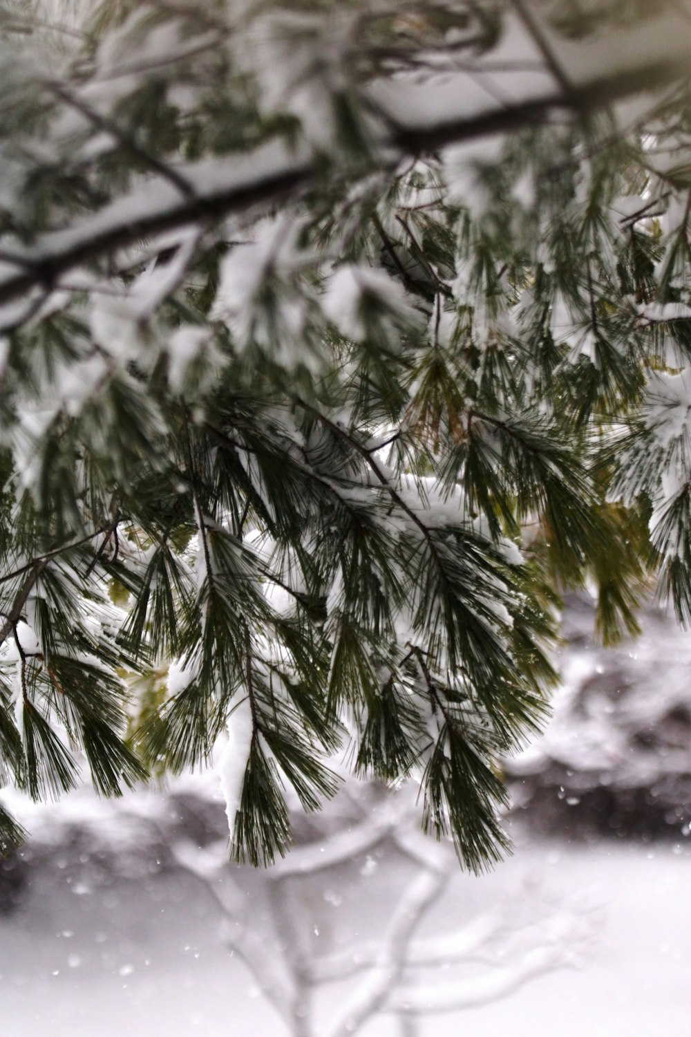 a close up of a pine tree with snow on it