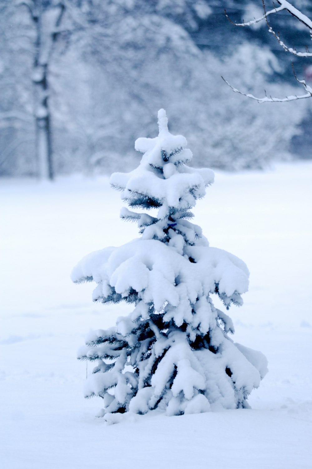 a small pine tree covered in snow in a park