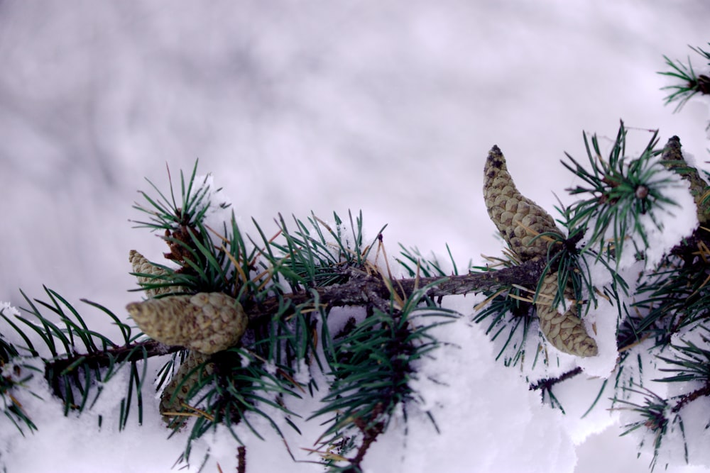 a pine tree branch covered in snow and pine cones