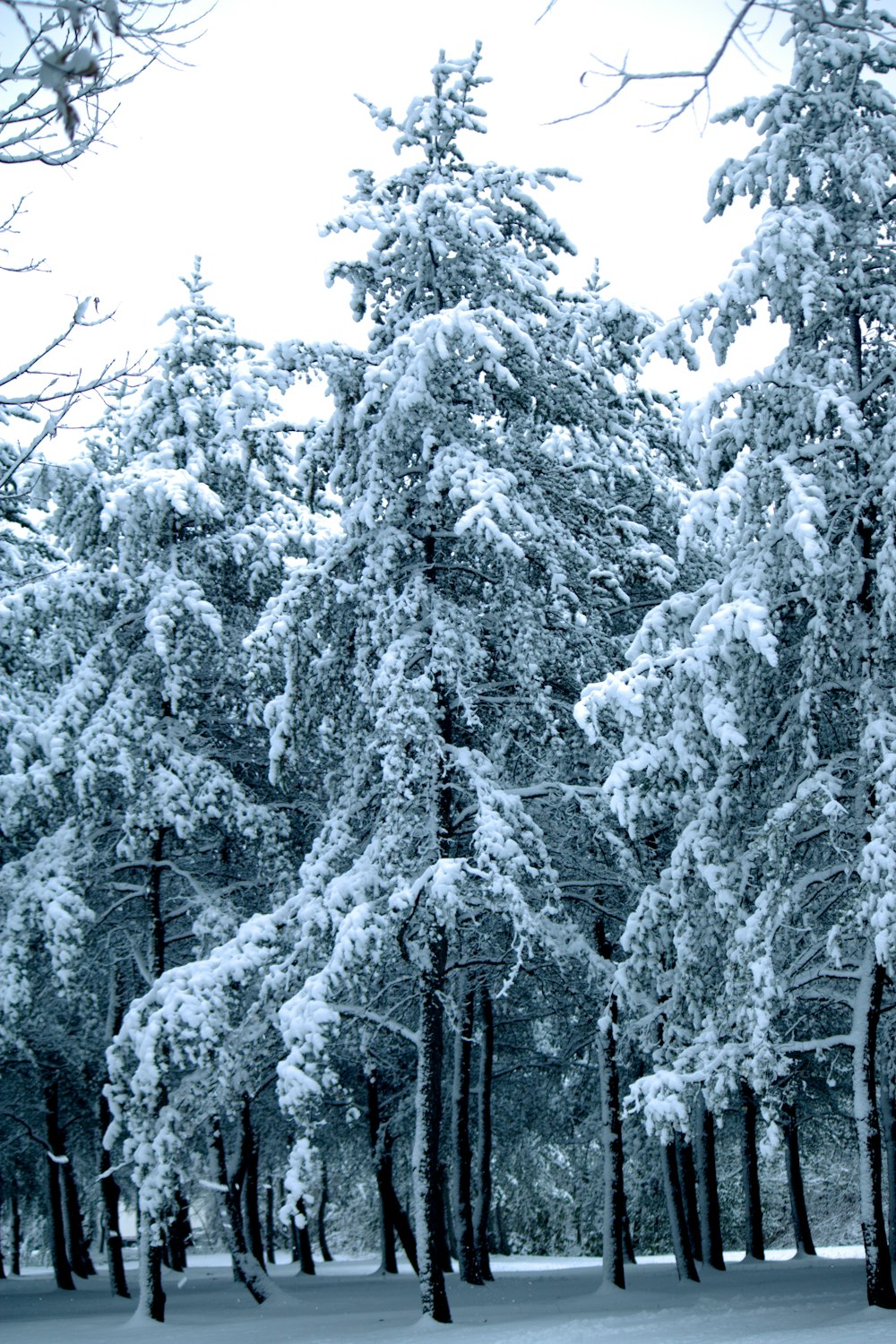 a snow covered forest filled with lots of trees