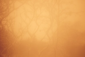 a red fire hydrant sitting in the middle of a foggy forest
