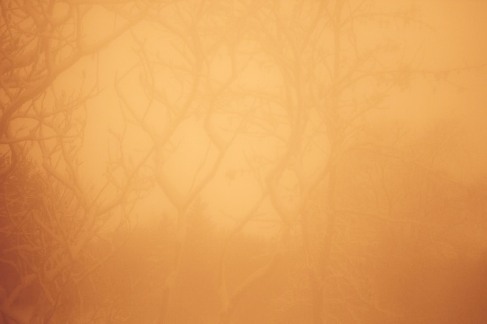 a red fire hydrant sitting in the middle of a foggy forest