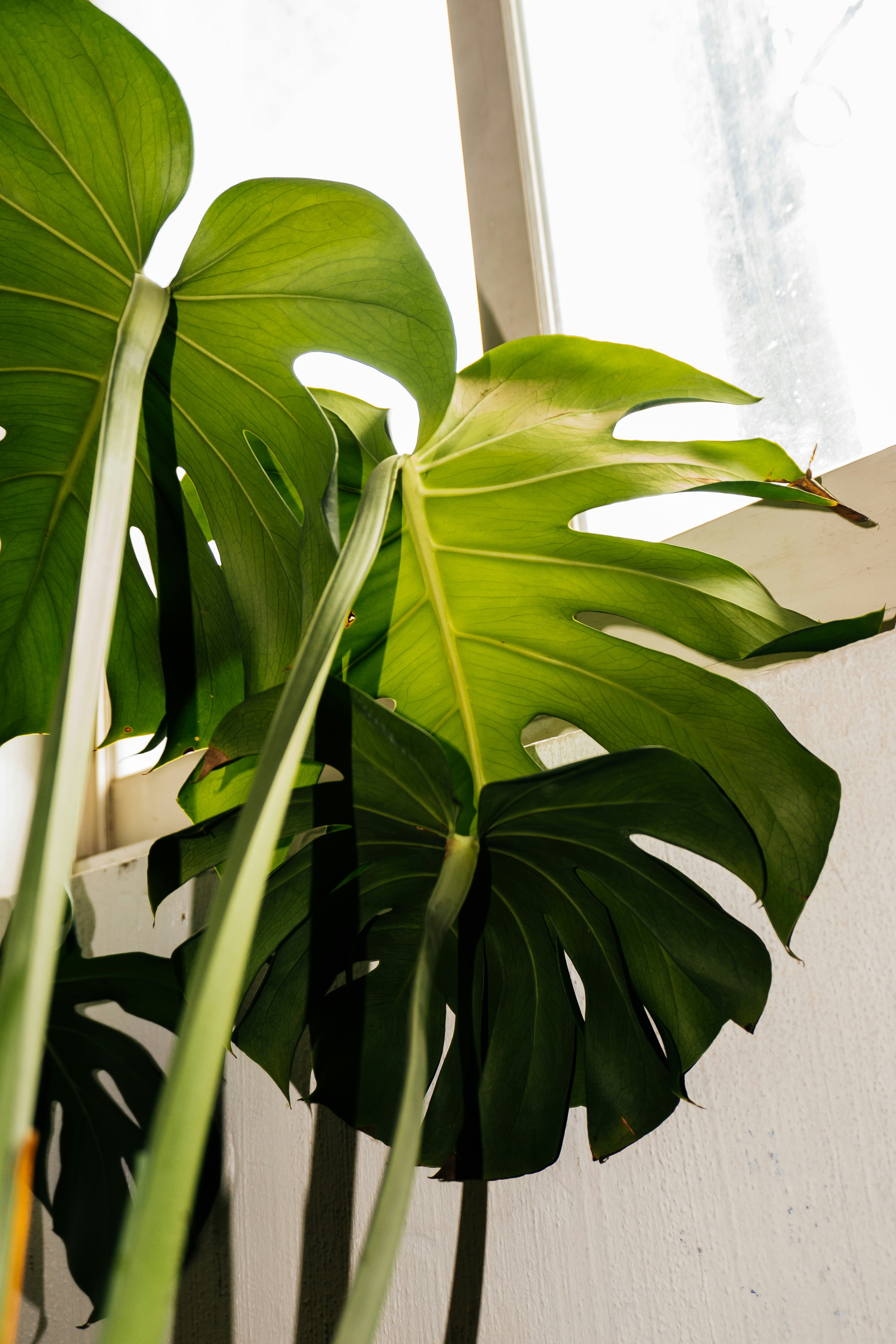 Photo by jonathecreator