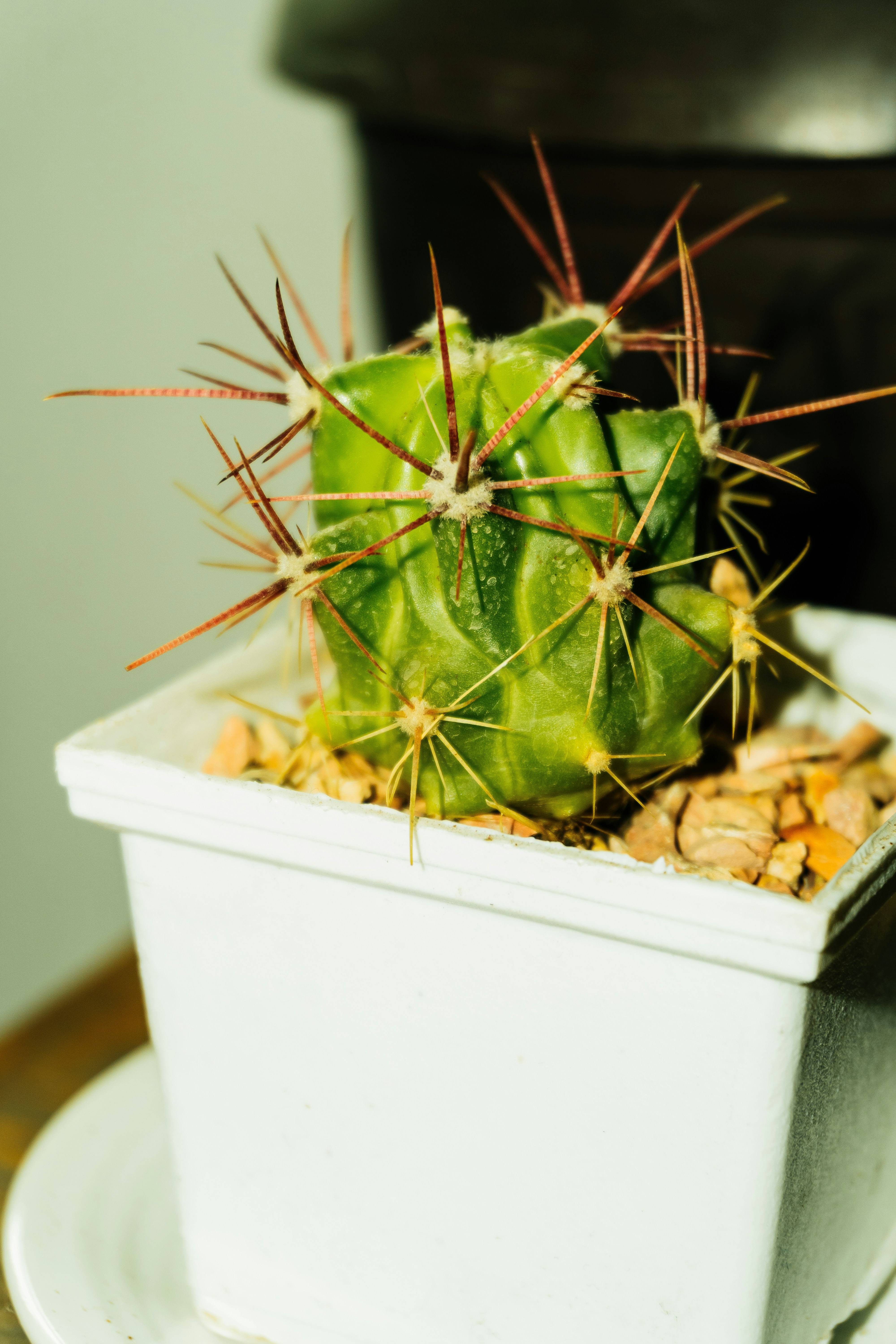 Photo by jonathecreator